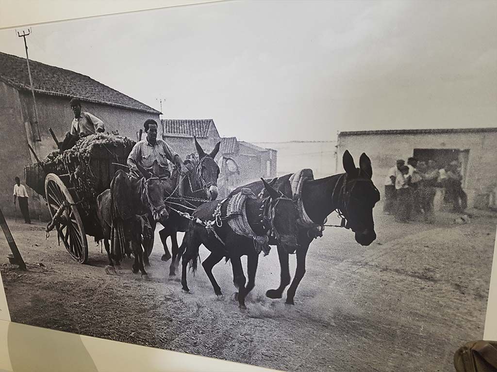 Imagen antigua del cultivo de vid en Almendralejo