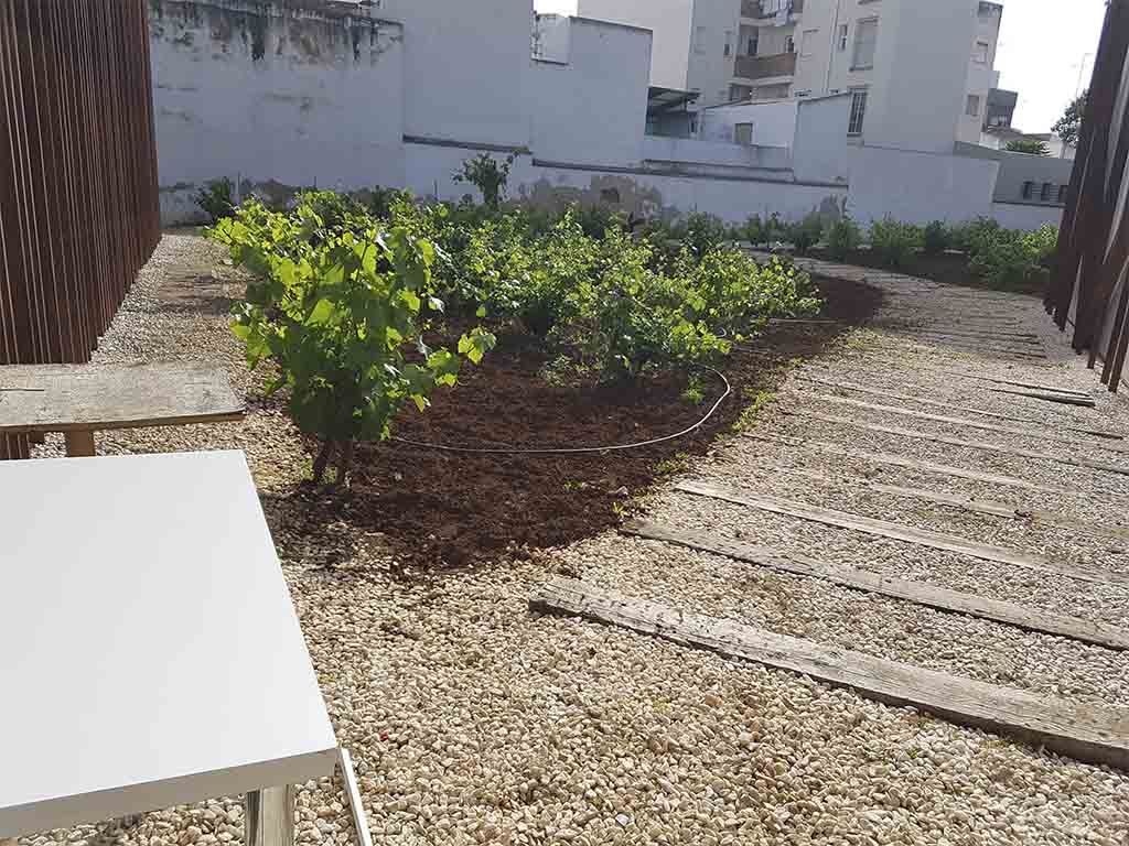 Jardines con vides en el Museo de las Ciencias del Vino en Almendralejo