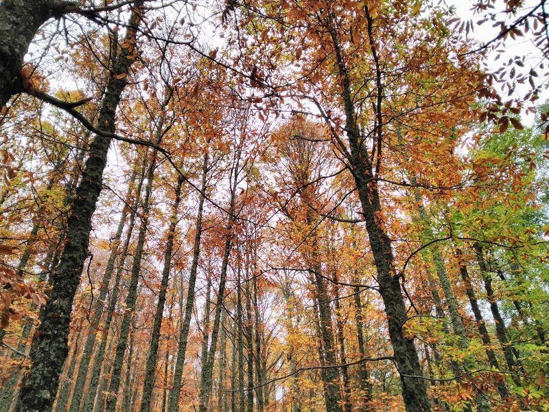 arboles castañar tiemblo otoño
