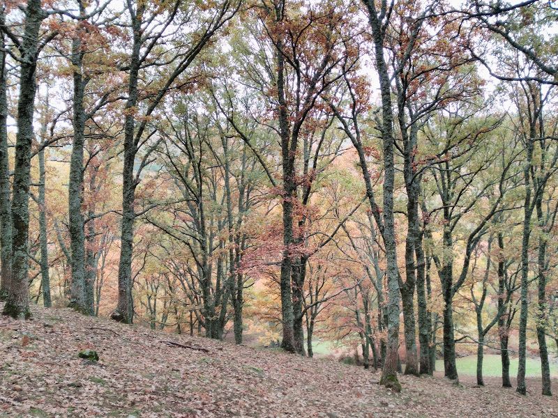 arboles castañar tiemblo otoño