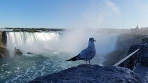 Cómo ir de Canadá a Estados Unidos en las cataratas de Niágara