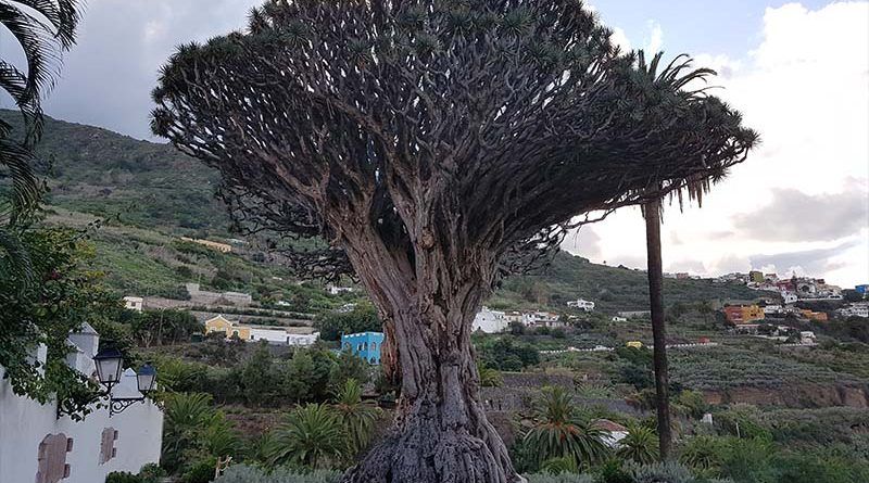 El famoso árbol de Tenerife