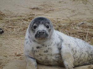 Ruta para ver focas en Horsey Beach desde Londres