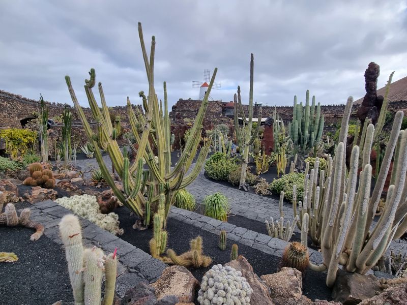 jardin de cactus lanzarote
