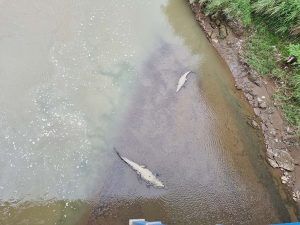 Cocodrilos en el puente de Costa Rica