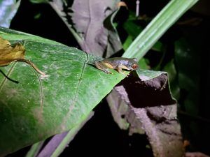Rana de ojos rojos en Costa Rica