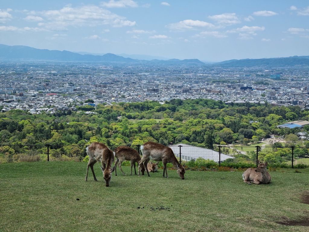 ciervos nara en mirador