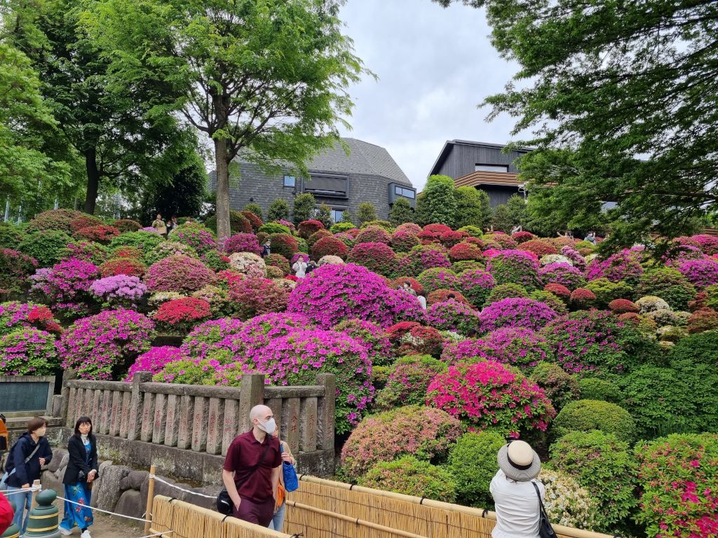 jardin azaleas en el santuario nezu en tokio